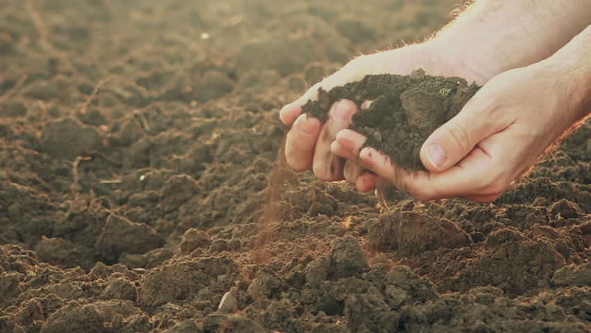 Header of fertile