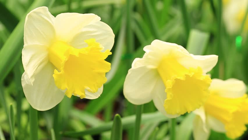 Yellow Daffodils Or Narcissus Flowers In The Wind. Stock