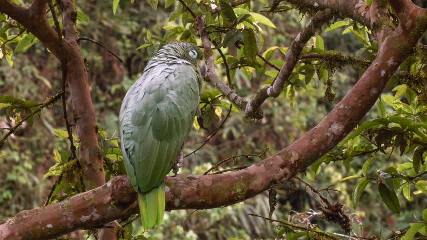 Header of Amazona farinosa