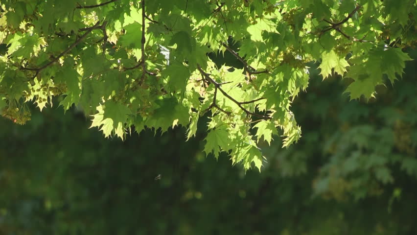 olive garden greentree olive green tree growing in the garden background hd 1080 stock footage olive garden greentree olive green tree growing in the garden background hd 1080 stock footage