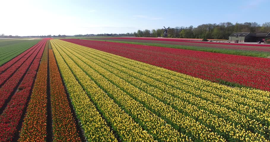 Aerial Low Altitude Over Dutch Polder Landscape Multi Colored Tulip ...