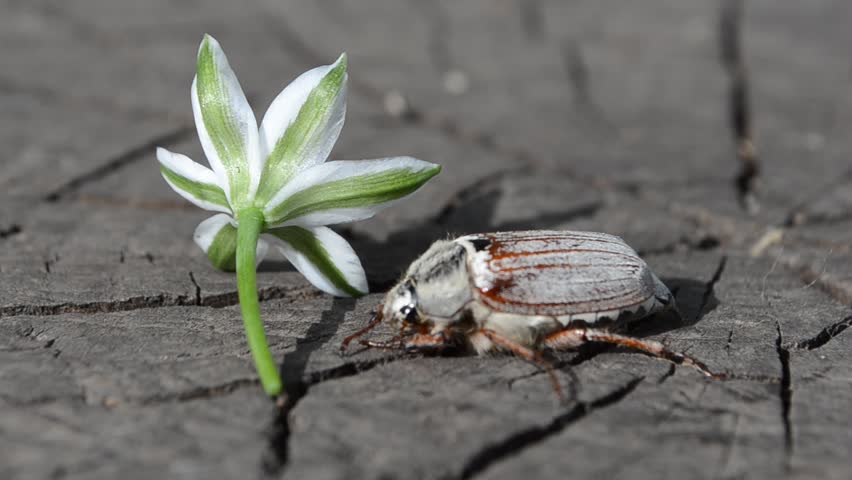Header of cockchafer