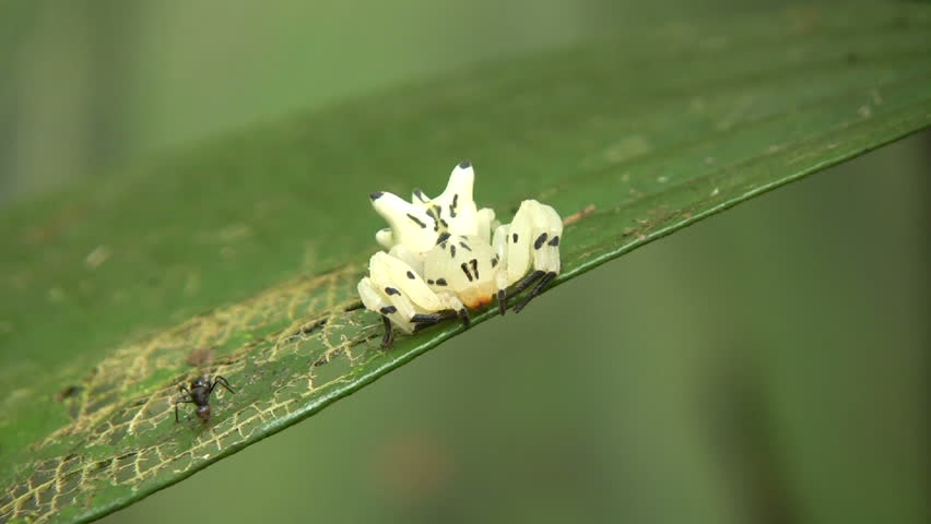 Header of Thomisidae