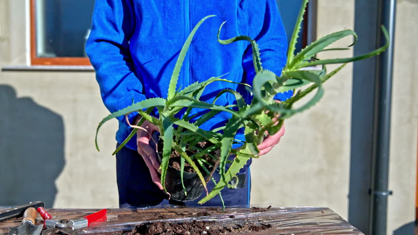 Header of Aloe arborescens