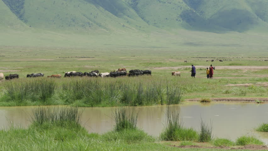 Header of shepherdess