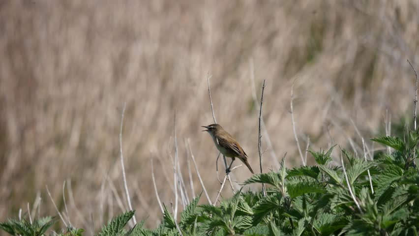 Header of Acrocephalus schoenobaenus