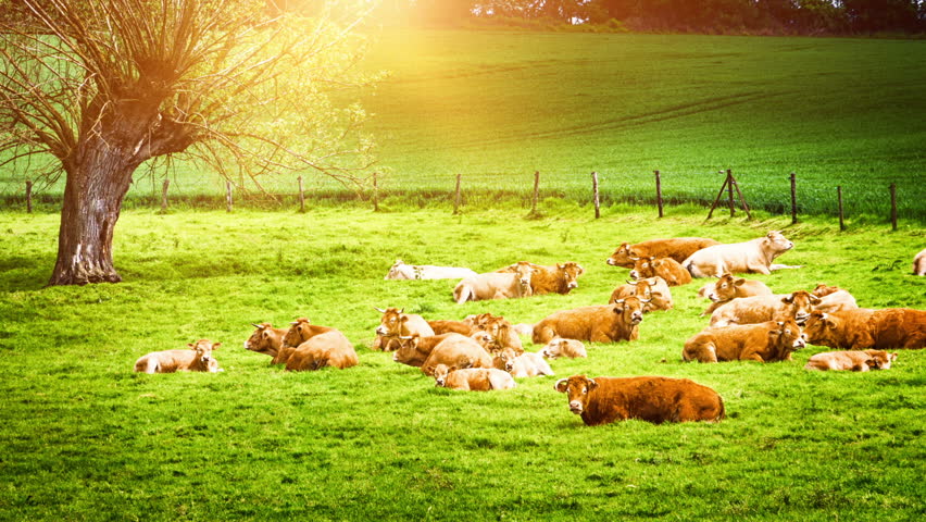Calf And Cows On The Spring Pasture Grazing Grass. Stock Footage Video ...