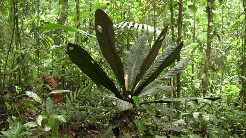 Understory Rainforest Shrub With Large Leaves Ecuado