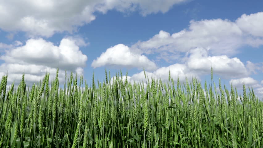 Просторы ростовской области. Field move. Зрелый рис на полях. Рожь на ветру. Field move.