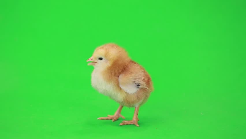 Little Chicken On the Green Stock Footage Video (100% Royalty-free ...