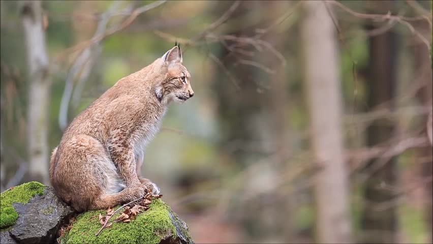 Lynx In The Forest. Lynx In The Nature Habitat. Wildlife Scene From ...