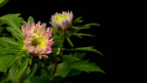 Processo Asteria Stock Footage 4k And Hd Clips Processo Asteria Stock Footage