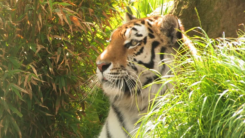 Ferocious Tiger Stock Footage Video | Shutterstock