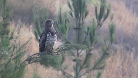 Short toed eagle standing on a branch
Beautiful shot of Short toed eagle standing on a branch