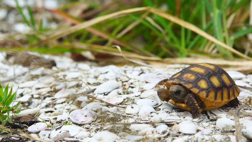 Gopher Tortoise (gopherus Polyphemus) Baby Stock Footage Video (100% ...