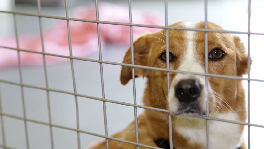 Homeless And Ownerless Sad Dogs Are Kept In Cages. Stock Footage Video ...