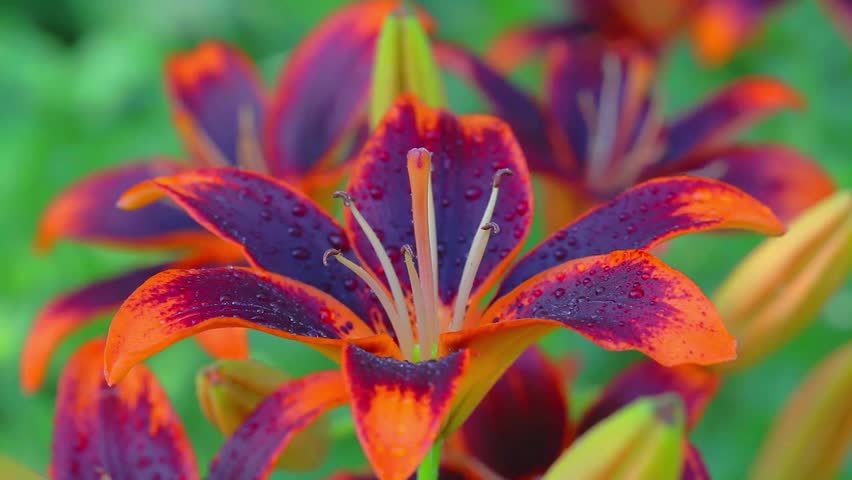 Stock video of orange easter lilies blowing in the | 17613751 ...