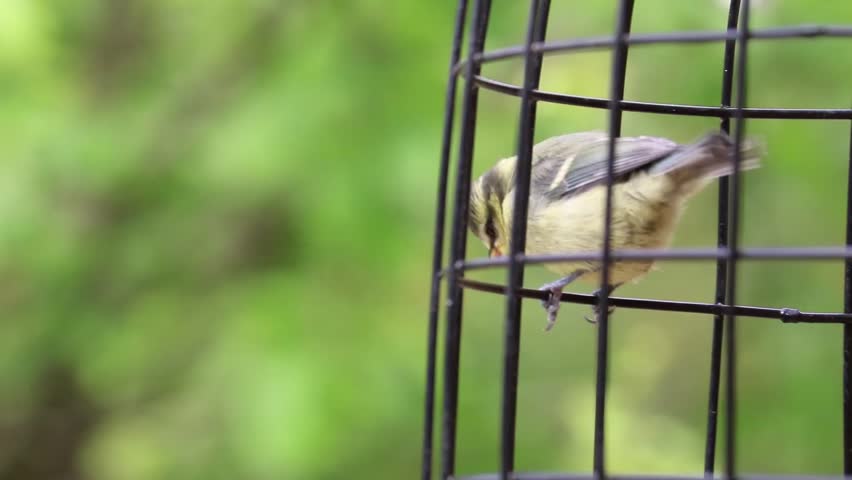 Fledgling Blue Tit Baby Feeding On Side Of Bird Feeder Squirrel