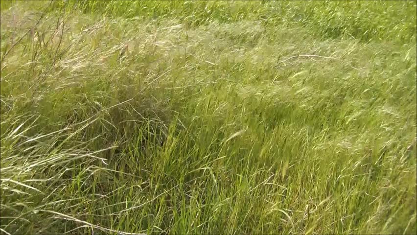 AERIAL: Marijuana Field Stock Footage Video 3596345 | Shutterstock