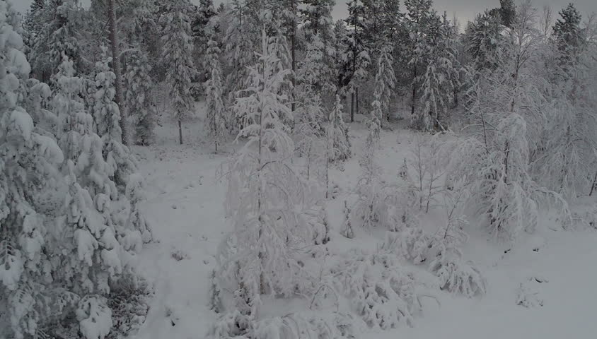 Snowfall Accumulates On Fall Leaves, Bare Branches And Forest Floor ...