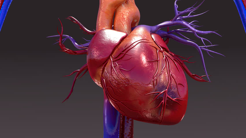 Circulatory System Stock Footage Video (100% Royalty-free) 17804341