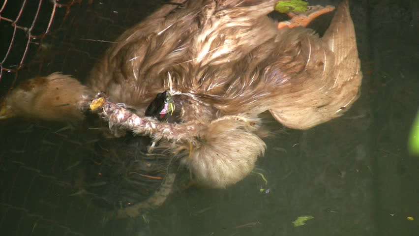 Header of dead duck