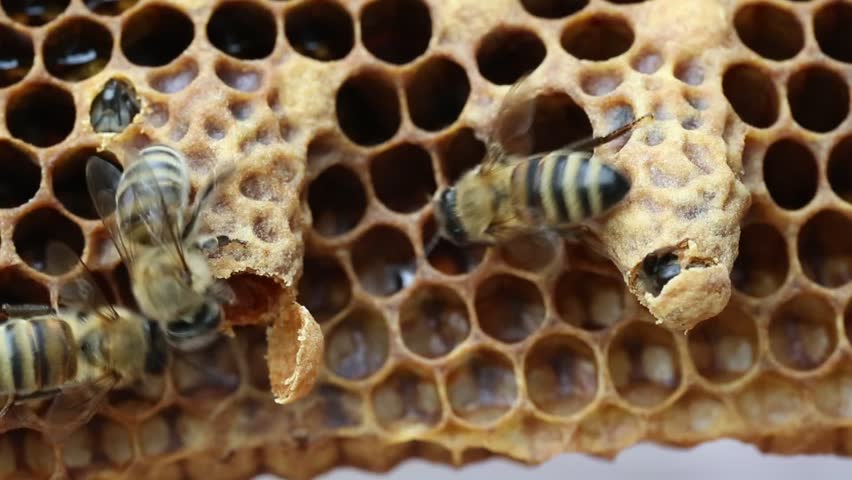 Birth Of Queen Bee Bees Reveal Cocoon Queen Bee Stock Footage Video ...