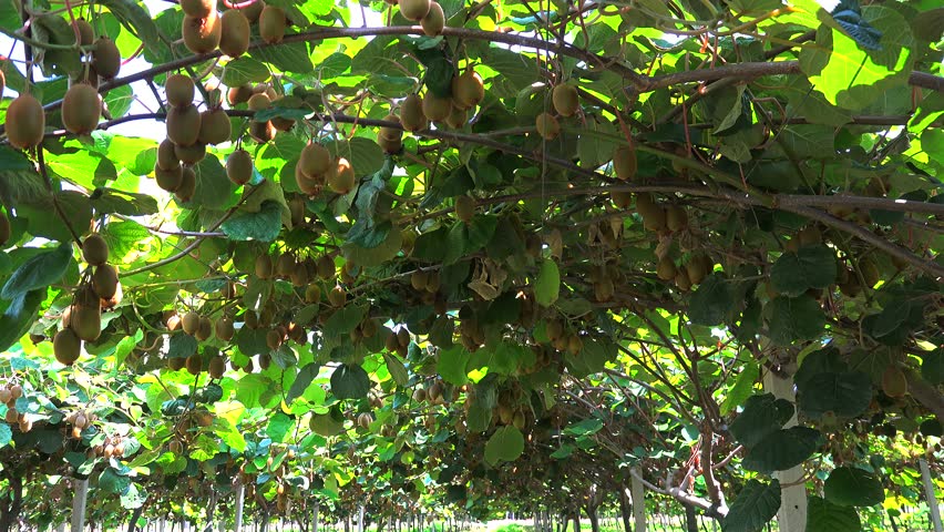 Header of Actinidia deliciosa
