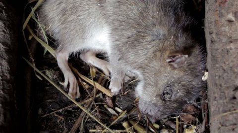 Dead Ratdead Rat Lying Barn Stock Footage Video (100% Royalty-free)  18233581 | Shutterstock