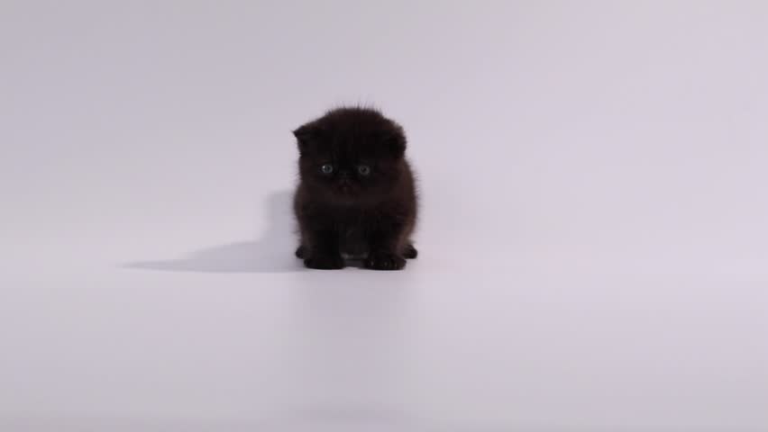 Black Exotic Shorthair Kitten Cat Stock Footage Video 100