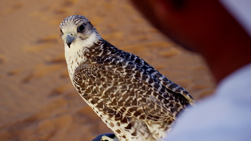 Arabic Man With Trained Bird Stock Footage Video 100 Royalty Free 18614921 Shutterstock