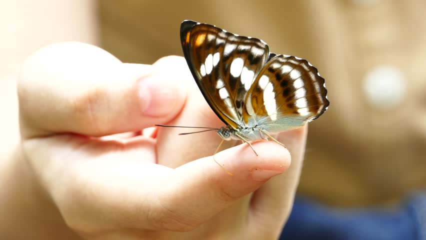 Butterfly in hand pictures Butterfly in hand pictures