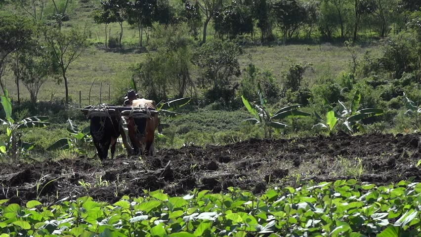 Header of oxen