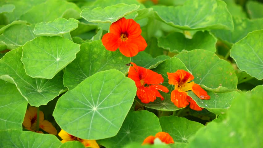 Garden Nasturtium Flowers Stock Footage Video (100% Royalty-free ...