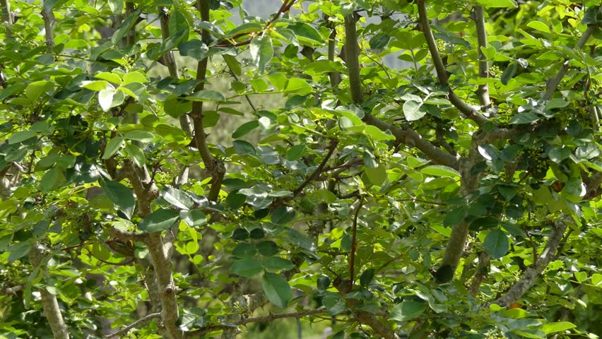 Header of zanthoxylum