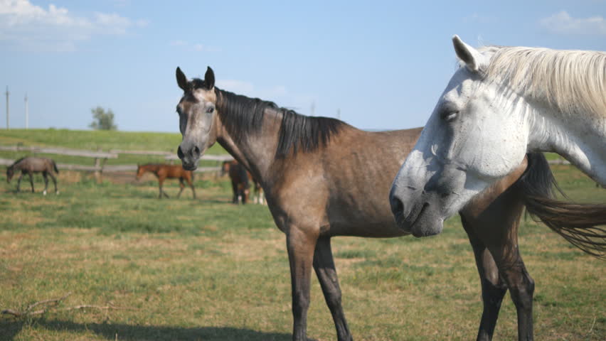 Pictures of brown and white horses