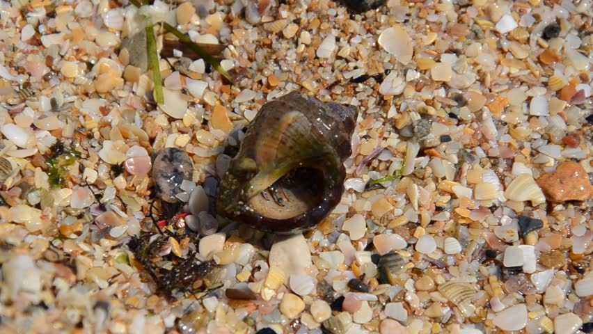 Header of Crustacean