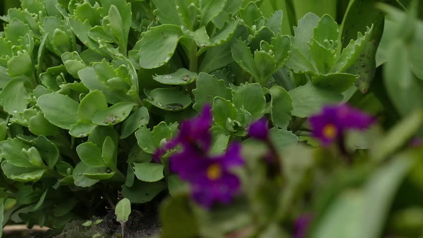 Header of auricula