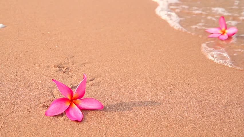 Frangipani Flowers On The Beach Stock Footage Video 100 Royalty Frangipani Flowers On The Beach Stock Footage Video 100 Royalty Free 1962511 Shutterstock