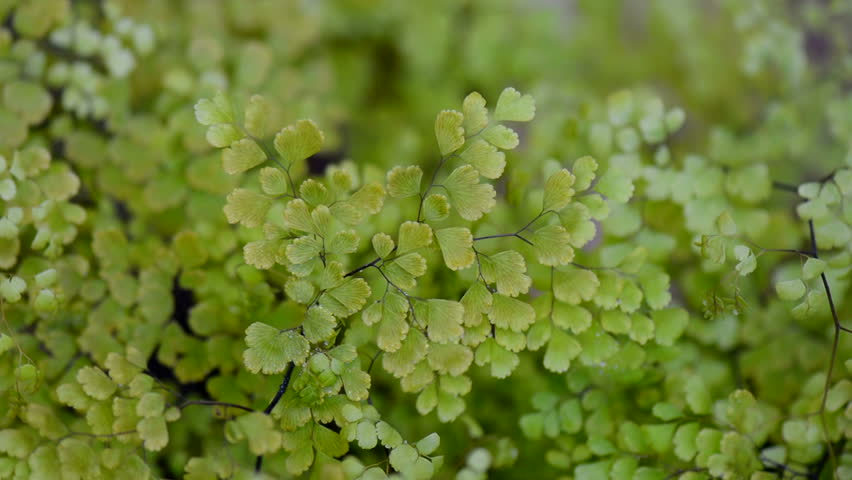 Header of Adiantum Capillus-Veneris