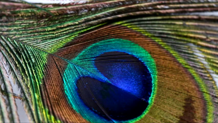 Peacock Stock Footage Video | Shutterstock