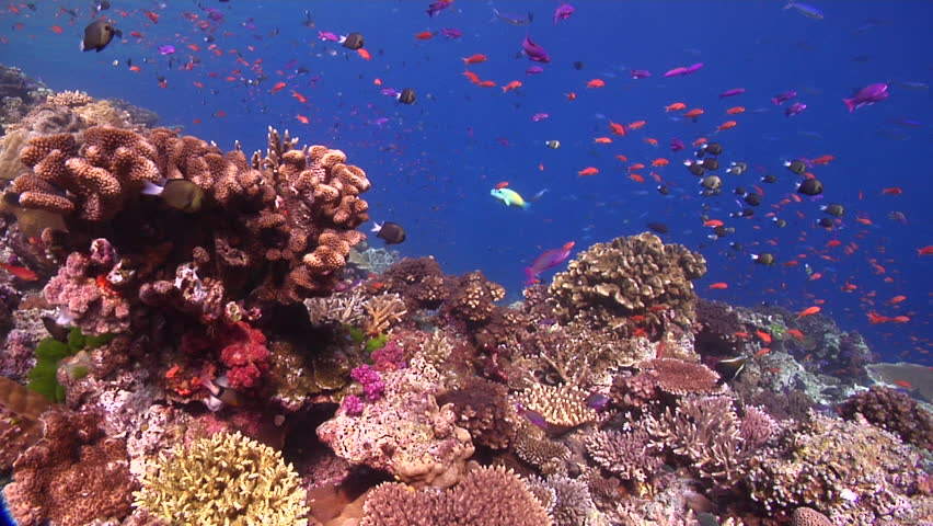 Beautiful Underwater Scenery, Lots Of Dramatic Action, On Shallow Coral ...