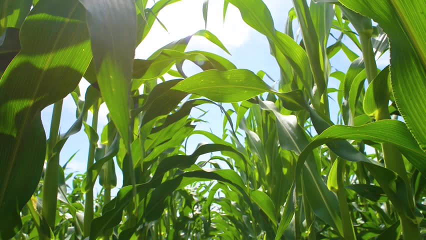 Header of corm