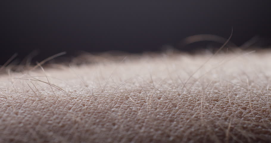 4k00 13macro Closeup Shot Male Arm Hairs Rise And Stand On End