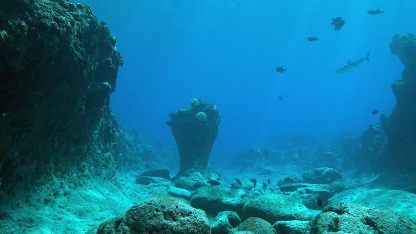 Underwater Landscape Rocky Ocean Floor With Tropical Fish And A