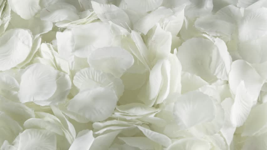 White Rose Petals Falling, Slow Stock Footage Video (100% Royalty-free