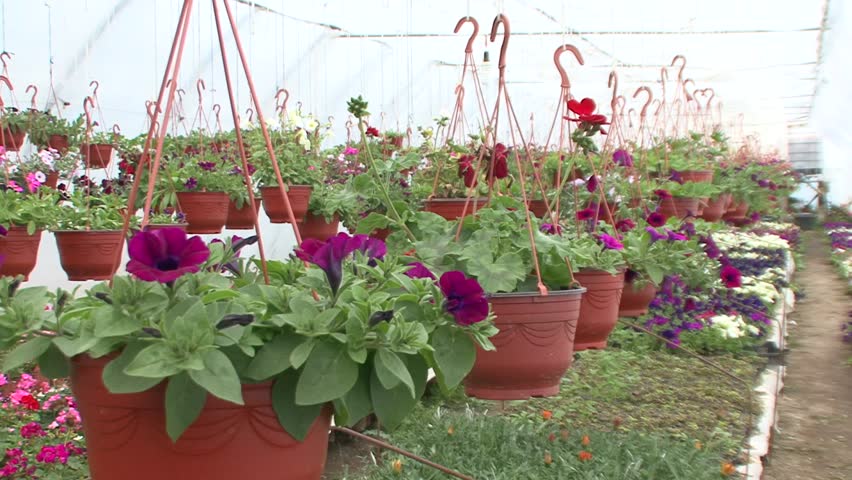 Nursery Flower Pots Thenurseries Hanging Flower Pots In The Nursery Stock Footage Video 20303059