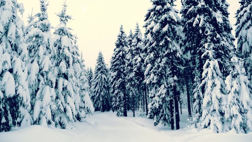 Image result for snowy forest
