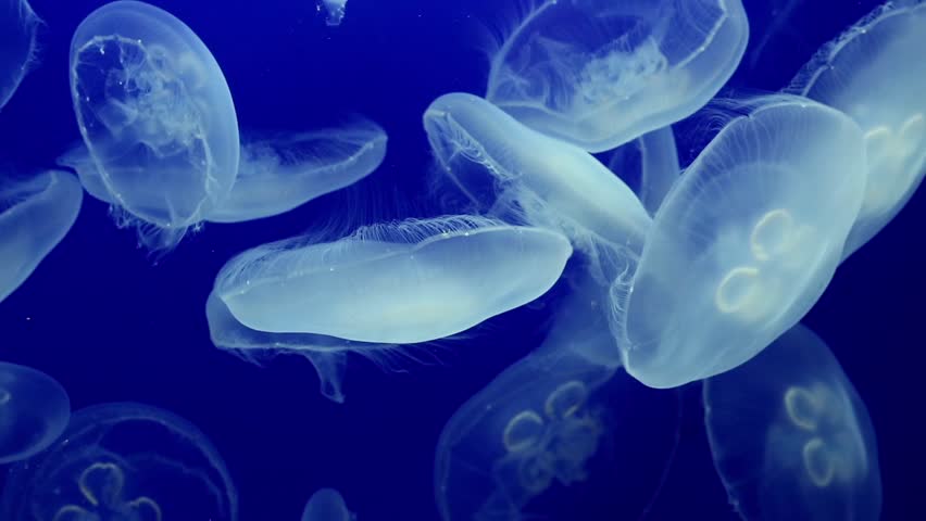 Group Of Fluorescent Jellyfish Spinning Around With With Partial ...