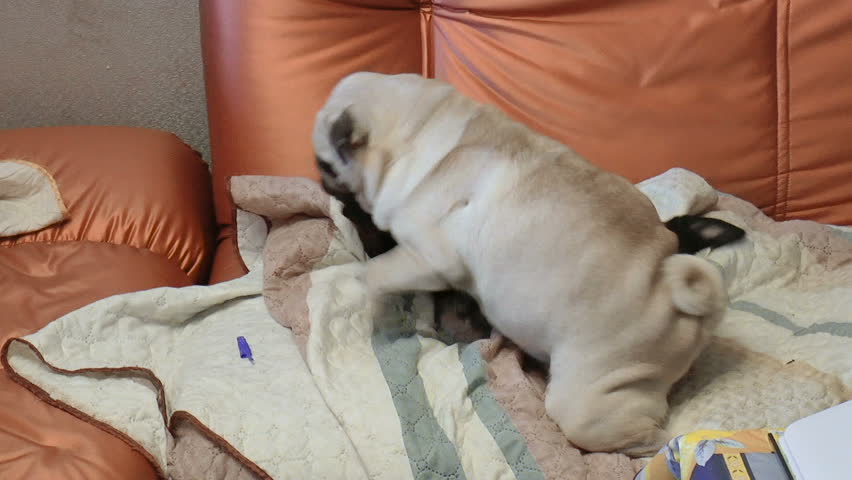 Petit Brabancon Dogs And Pug Playing On Couch